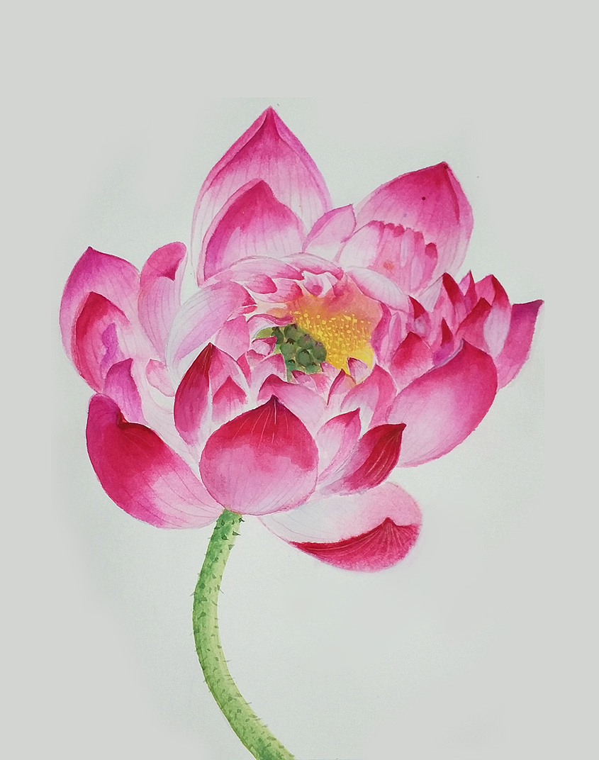 荷 水彩两幅（图ZODcyMTc2MzI=） - 绘画 - 站酷设计师veronica晓原创素材 - 站酷ZCOOL