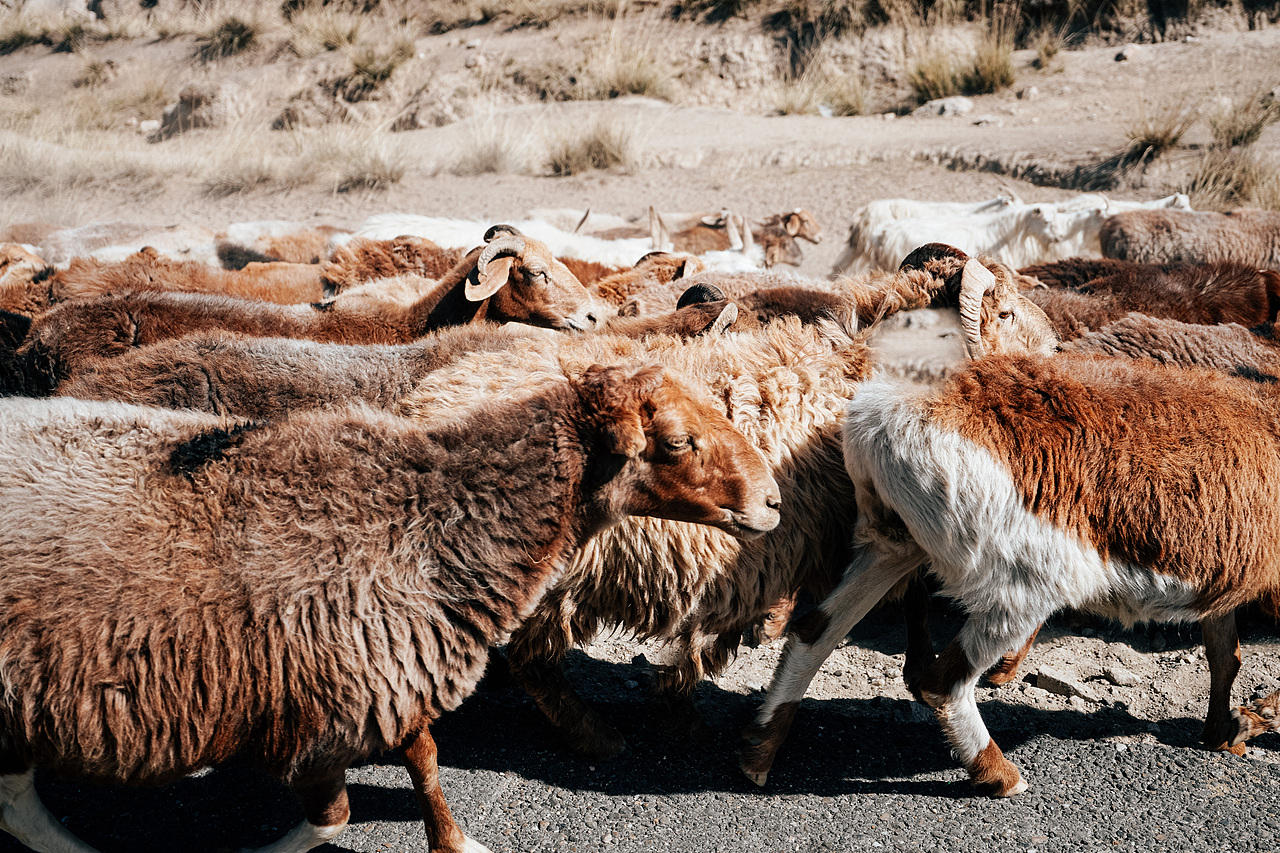 北疆喀纳斯禾木乡之旅（图ZMzE1NTgwNzQw） - 人文/纪实摄影 - 站酷设计师拾光朝圣者原创素材 - 站酷ZCOOL