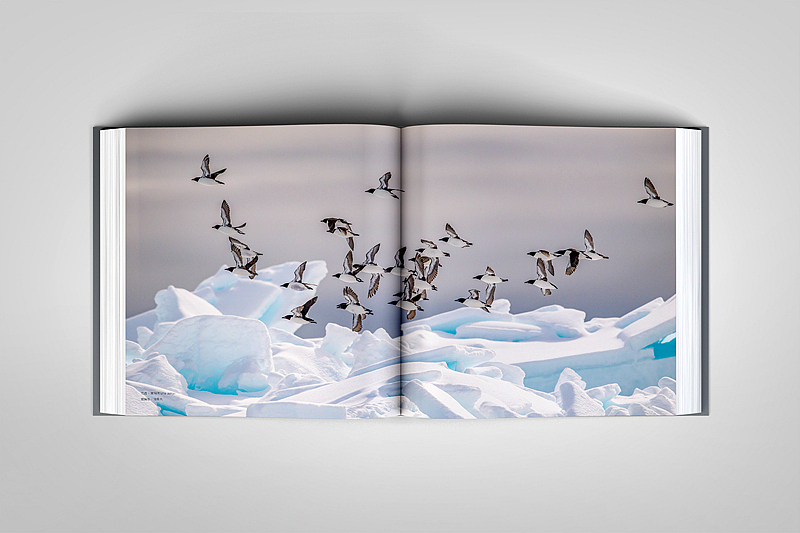 平面设计-摄影类画册