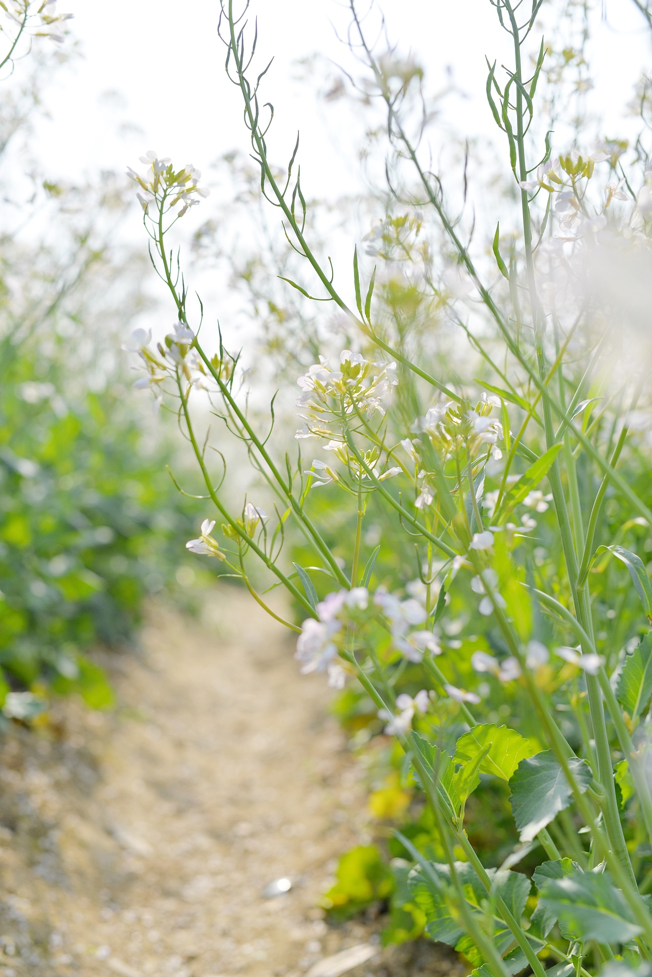 白色油菜花