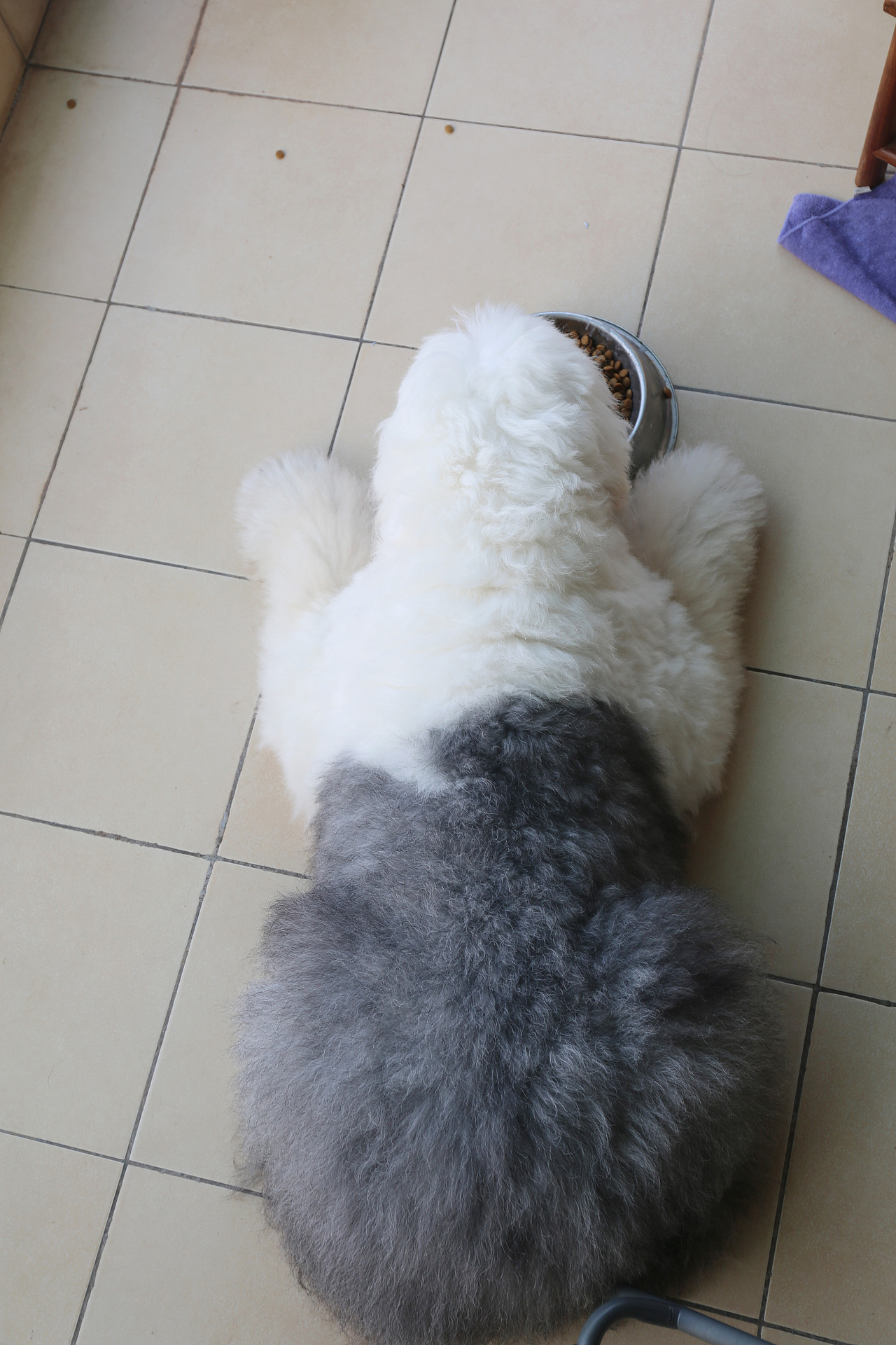 他五岁了（图ZNjUwMjMxMzI=） - 宠物摄影 - 站酷设计师芥末小E原创素材 - 站酷ZCOOL