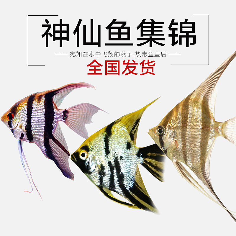 神仙鱼活体鱼淘宝产品详情页设计（图ZOTI5MTY5NjA=） - 电商 - 站酷设计师Yune陳原创素材 - 站酷ZCOOL
