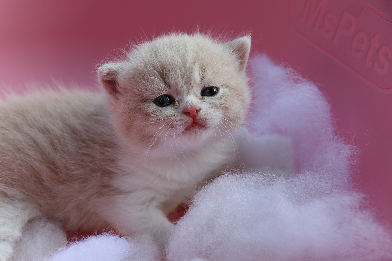 1英短乳白色公1五粉肉松