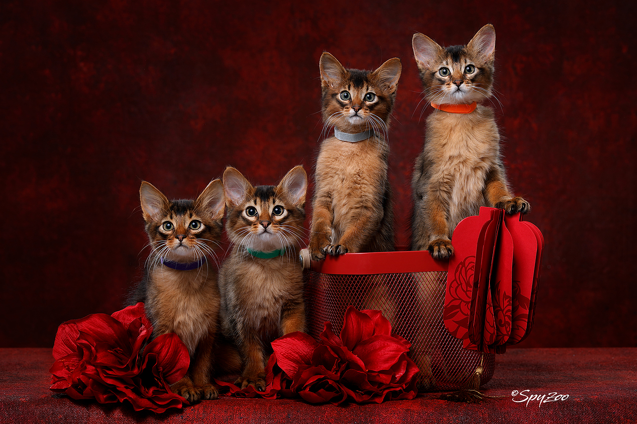 從聖誕拍到春節一個月中的貓賽拍攝（图ZMTkzODE5MjY4） - 宠物摄影 - 站酷设计师spyzoo原创素材 - 站酷ZCOOL