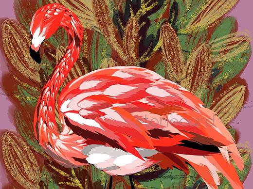 火烈鸟