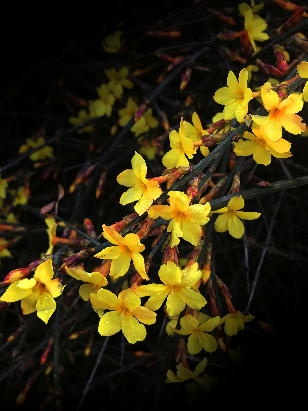 刘勇良手机纪实摄影:盛开的迎春花儿