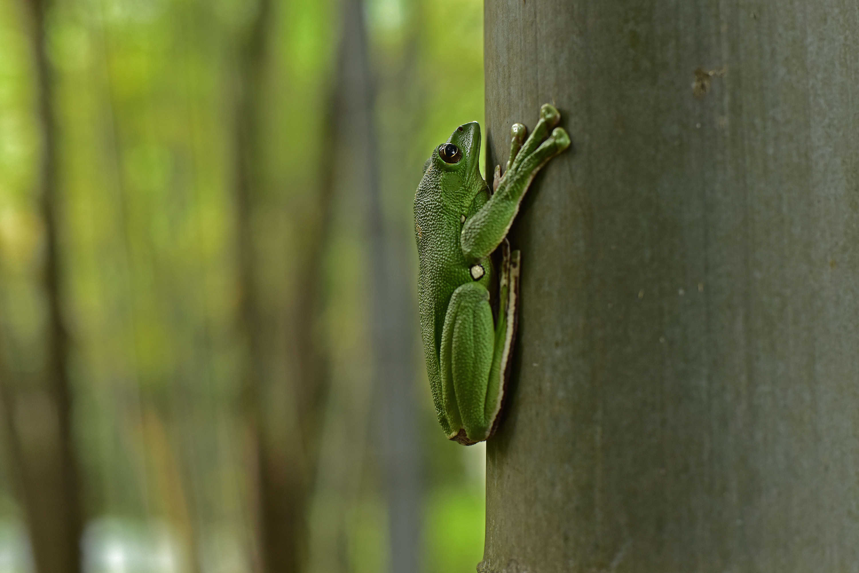 杭州的大泛树蛙