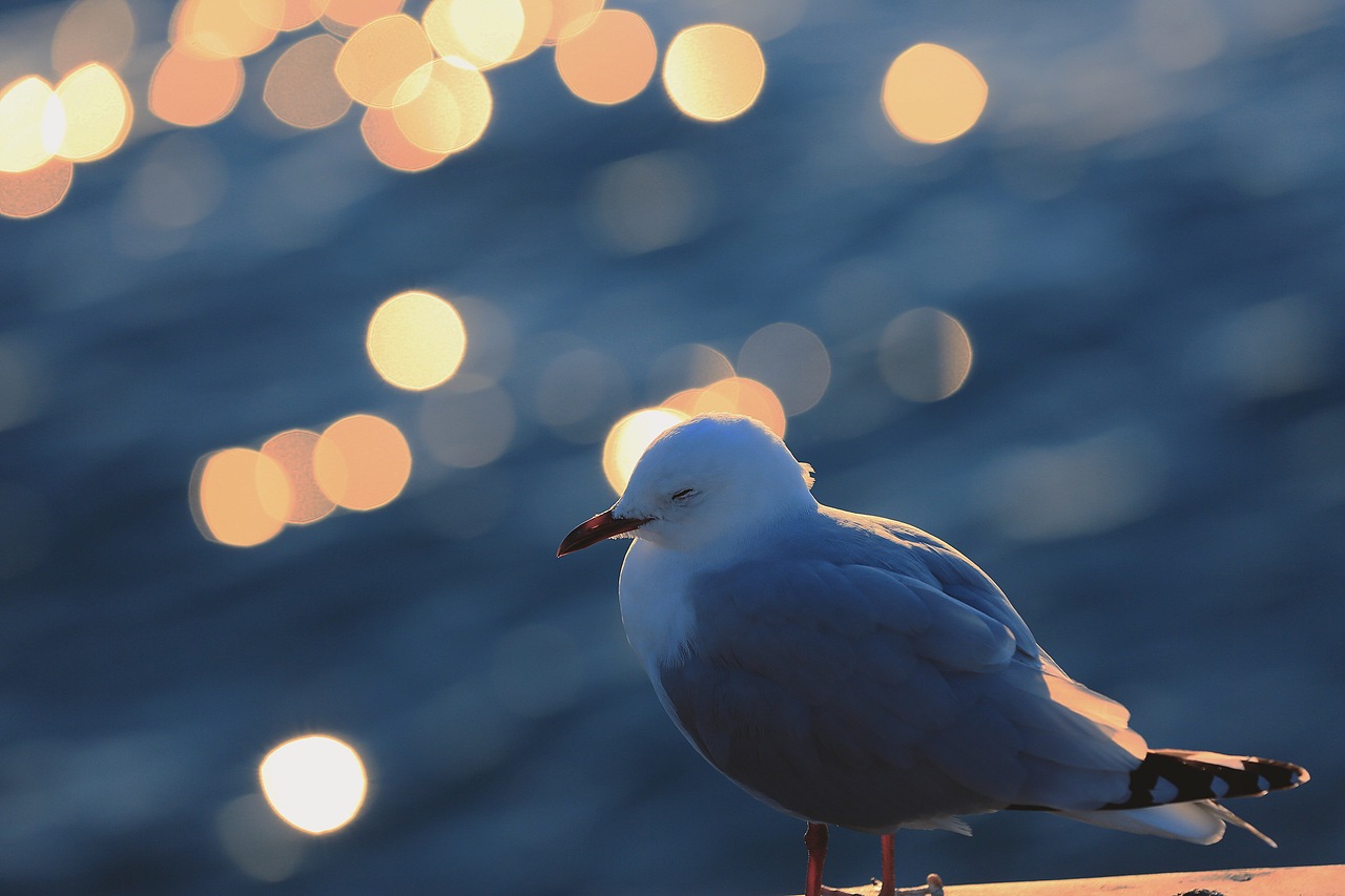 新西兰皇后镇（图ZODIzNTQxOTI=） - 风光摄影 - 站酷设计师houweike原创素材 - 站酷ZCOOL