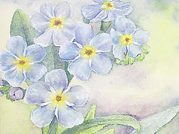 勿忘我照片寫生