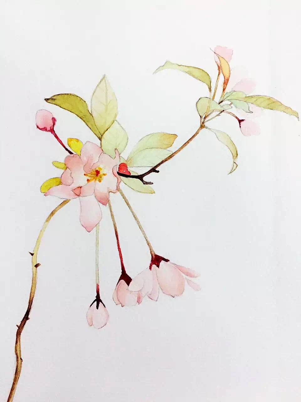 水彩彩铅画