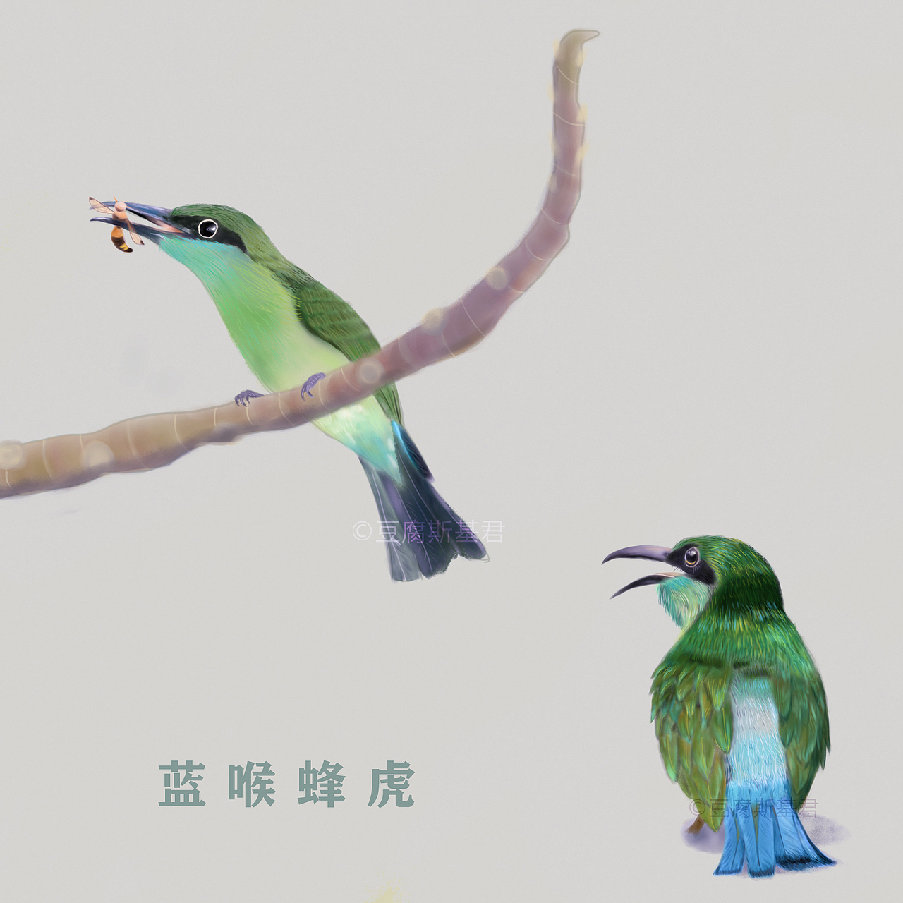 颜色特别仙的小鸟—蓝喉蜂虎（图ZMjMwMzYzMjY4） - 艺术插画 - 站酷设计师豆腐斯基君原创素材 - 站酷ZCOOL