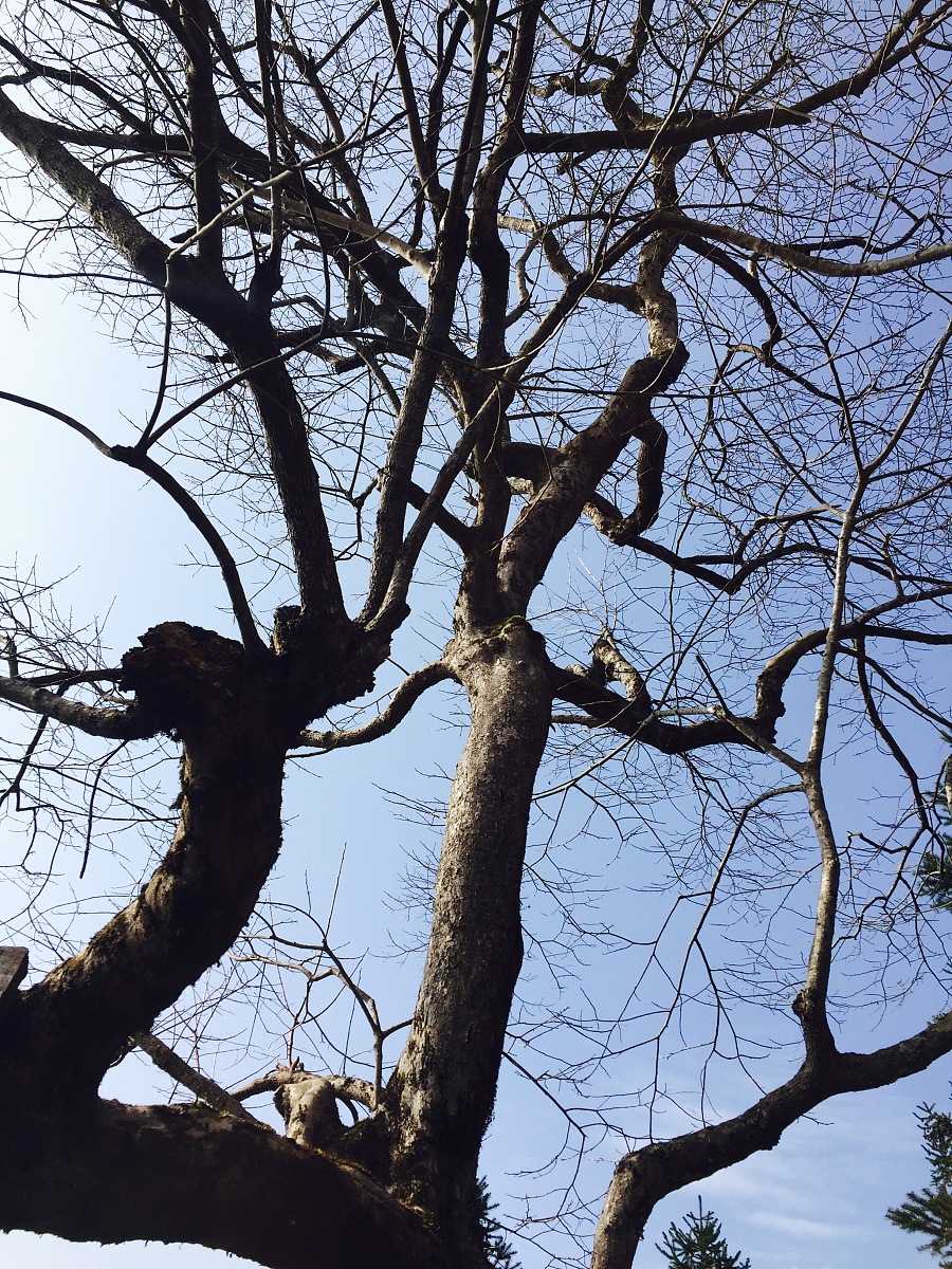 爷爷坟前的柿子树