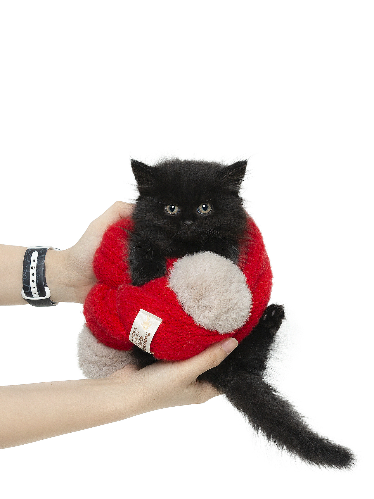 【宠物摄影】一些小猫咪