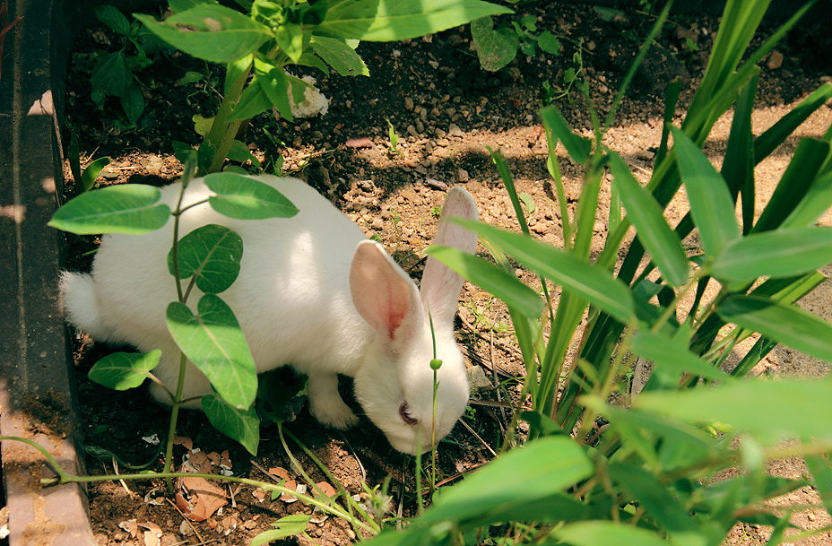 小兔崽子（图ZMzAzMjE2OTI0） - 宠物摄影 - 站酷设计师风陵师太原创素材 - 站酷ZCOOL
