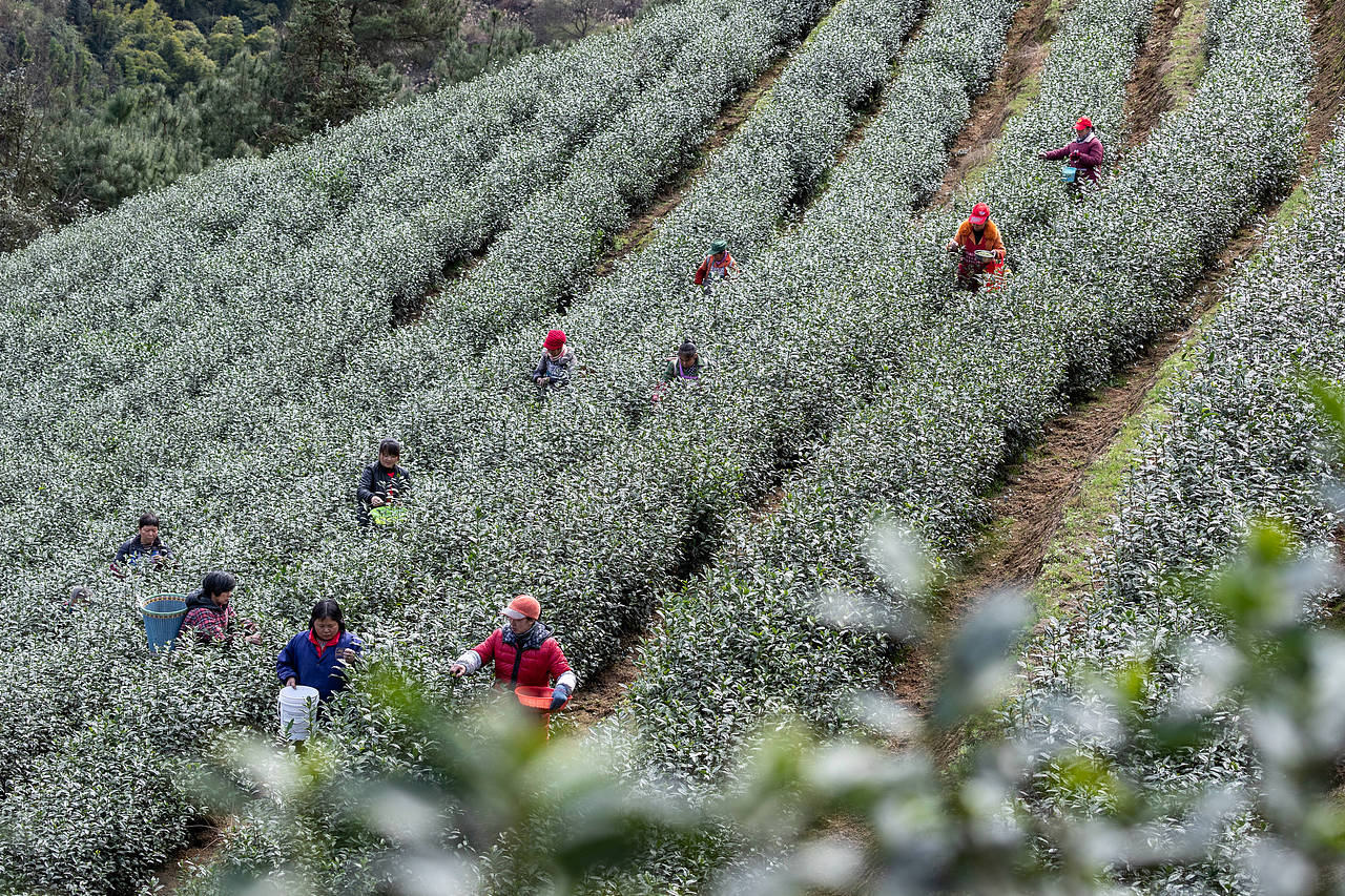 2019年2月16日,重庆市南川区南城街道半溪河社区茶农在采摘早春茶。