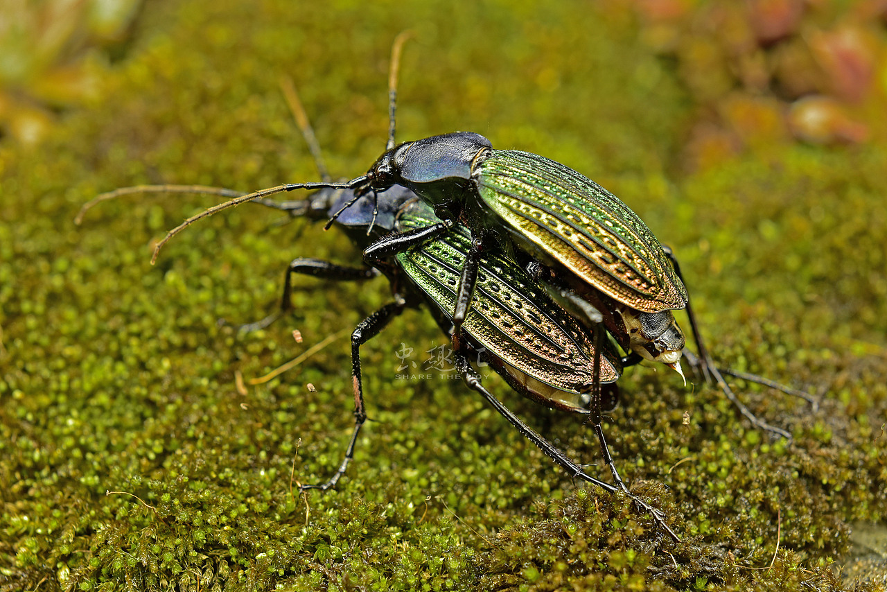 散落林间的艺术品硕步甲