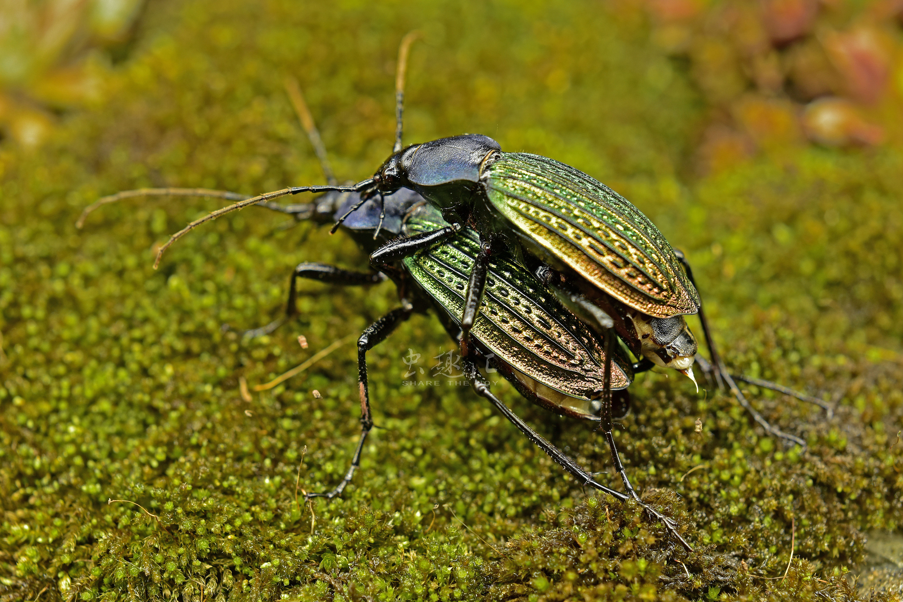散落林间的艺术品硕步甲