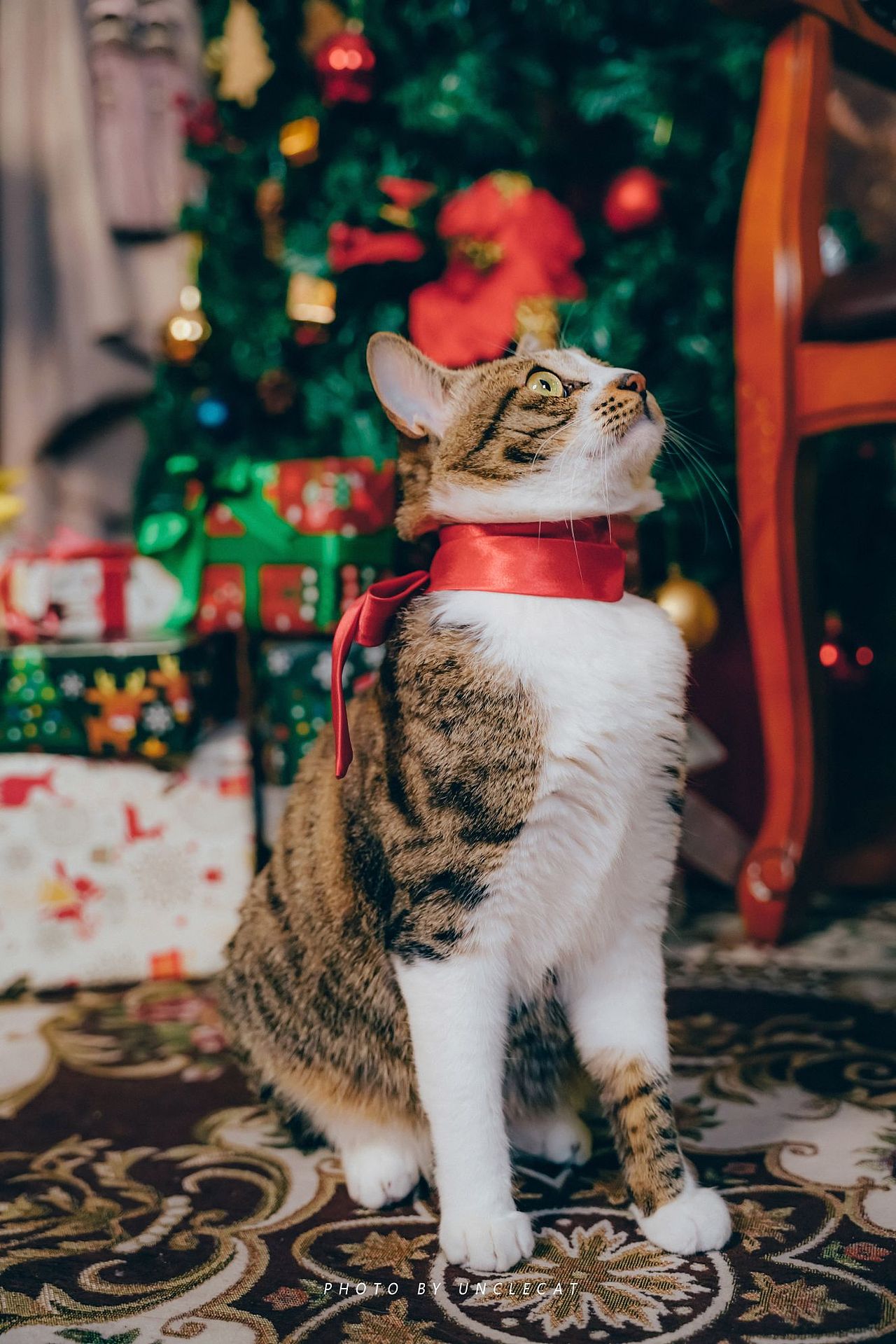 宠物摄影|分享一只圣诞猫🐱