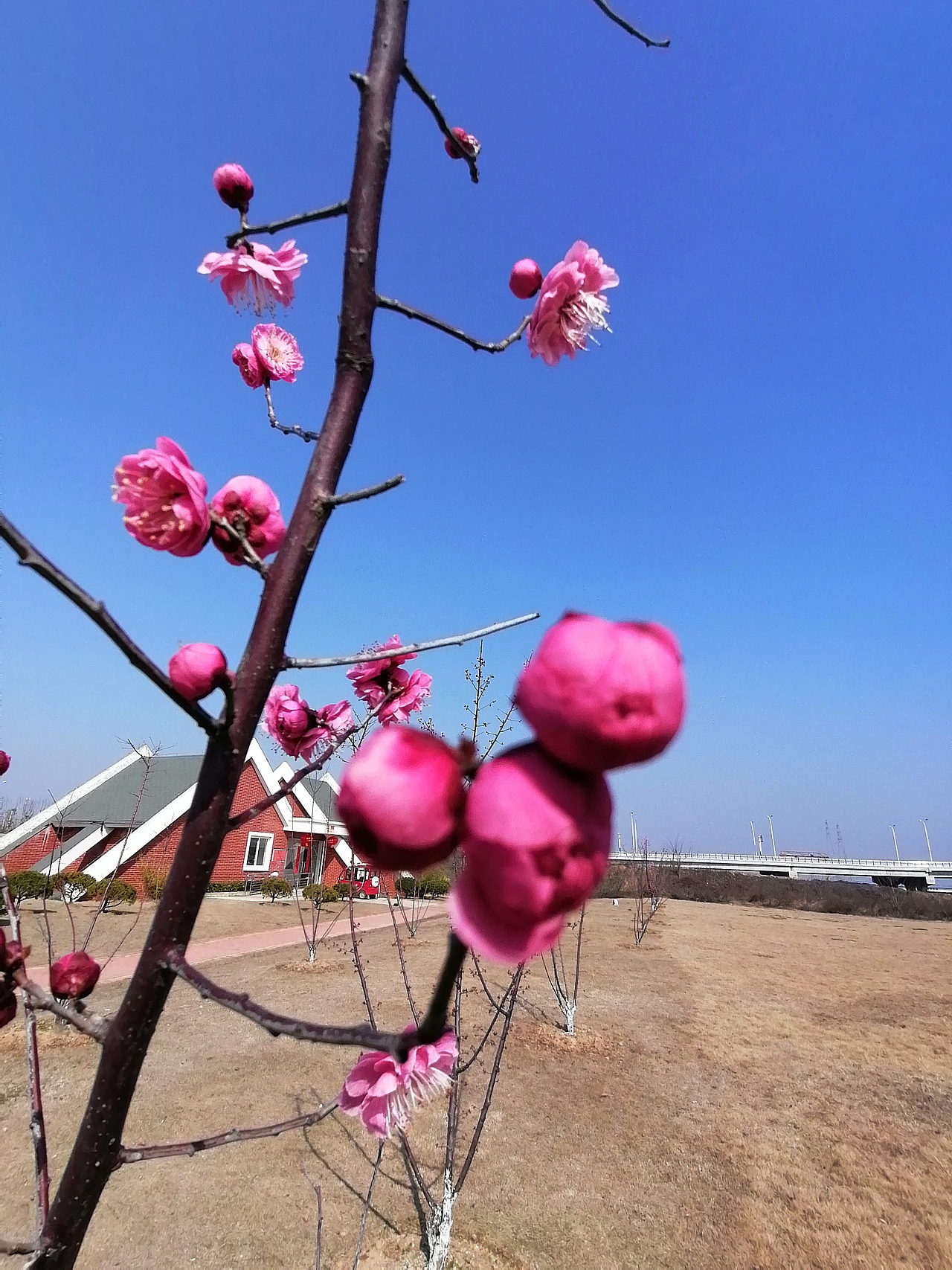 灼灼早春梅，东南枝最早（图ZMTk1Nzk1MjQ4） - 风光摄影 - 站酷设计师Z86709139原创素材 - 站酷ZCOOL