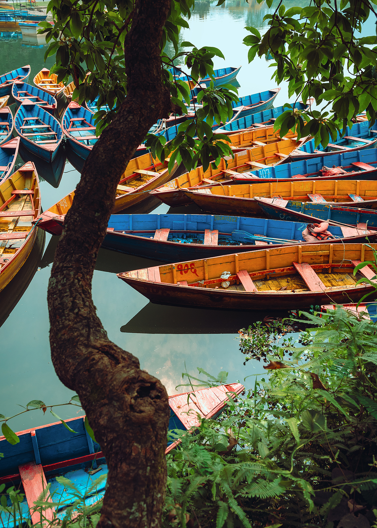 树影葱郁,湖水宁静。远处的耕牛,在浓绿的色彩中走下湖岸。