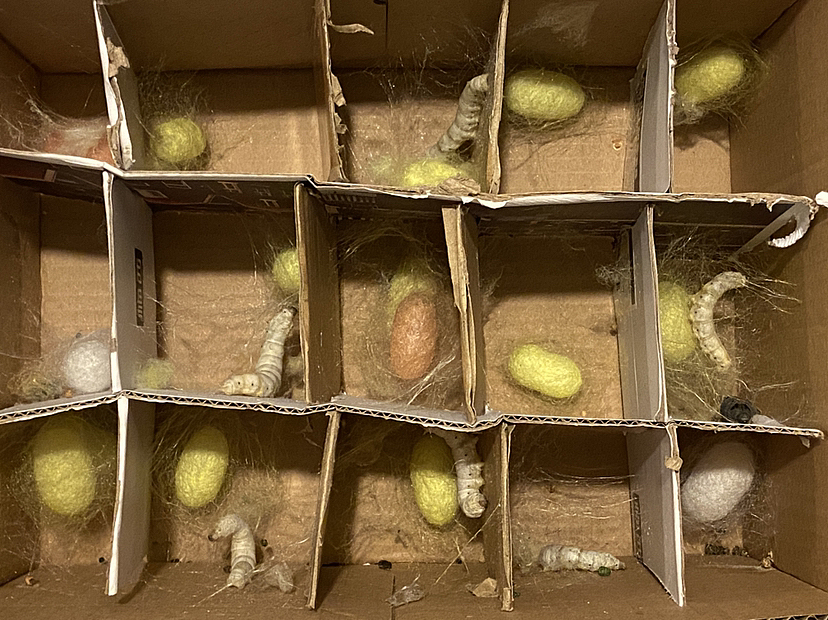 刘勇良手机纪实摄影:作茧自缚