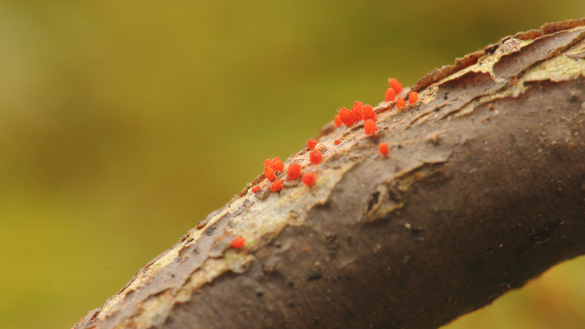 【黏菌】一毫米微小的大视野|摄影|风光摄影|瓜哥微距摄影 - 原创作品 - 站酷 (ZCOOL)