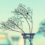 那些花儿er的头像