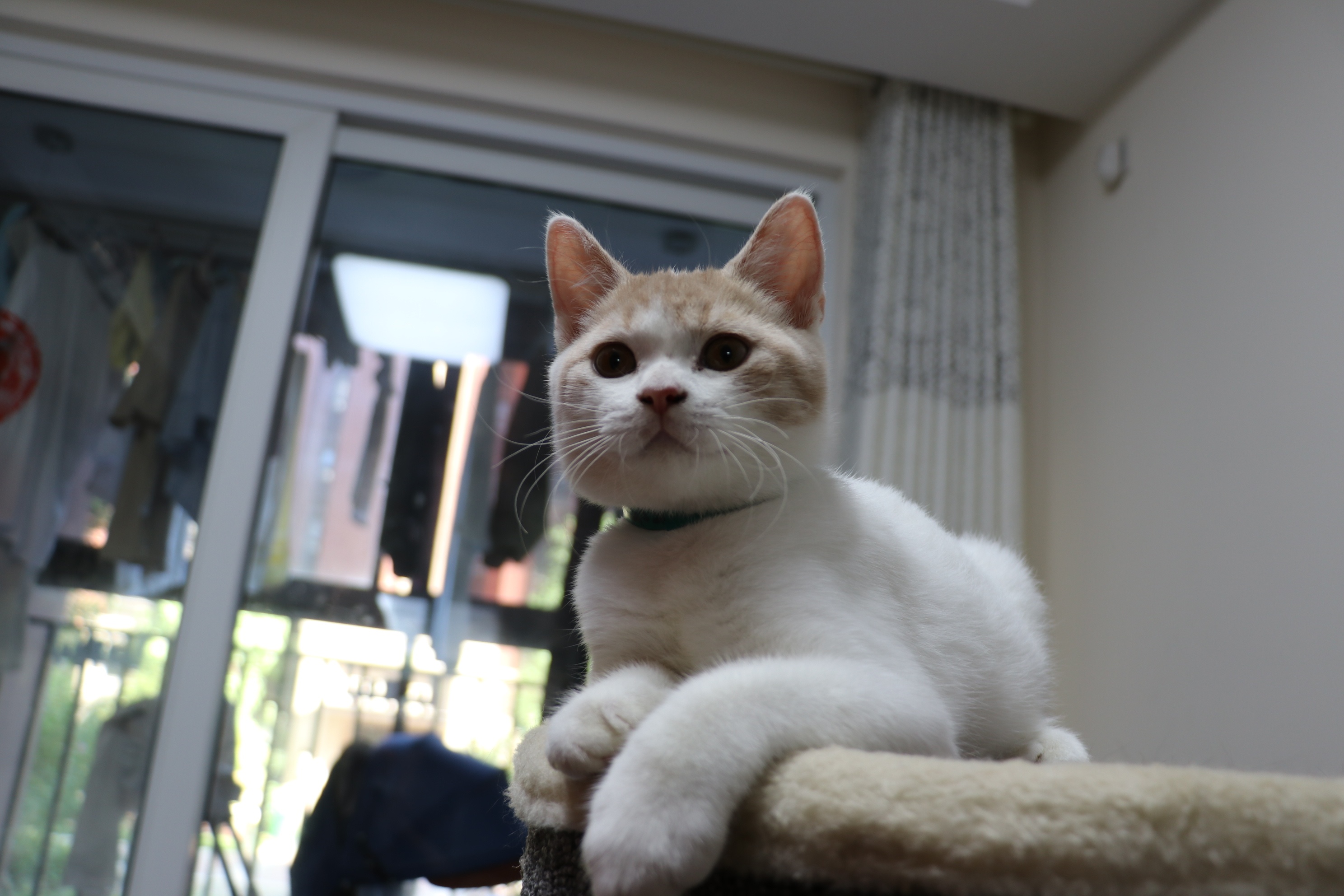 0505英短乳白梵公85day1.87kg-147day3.09kg