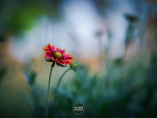 花世界