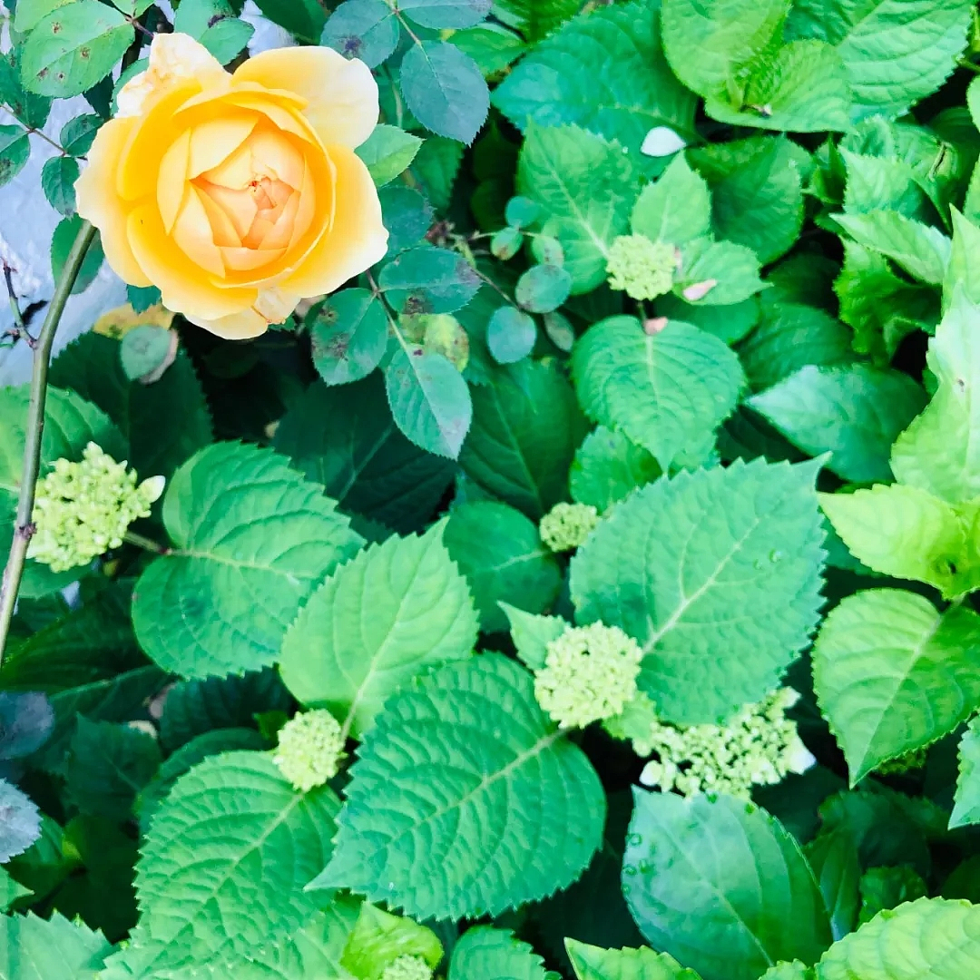 二层室内设有客厅、餐厅、厨房、茶室
还有两间老人房加上两卫。