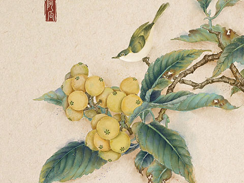 枇杷