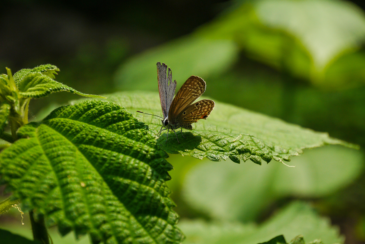 仲夏花蝶（图ZMTA0MDI0NDQ=） - 风光摄影 - 站酷设计师菁菁kong原创素材 - 站酷ZCOOL