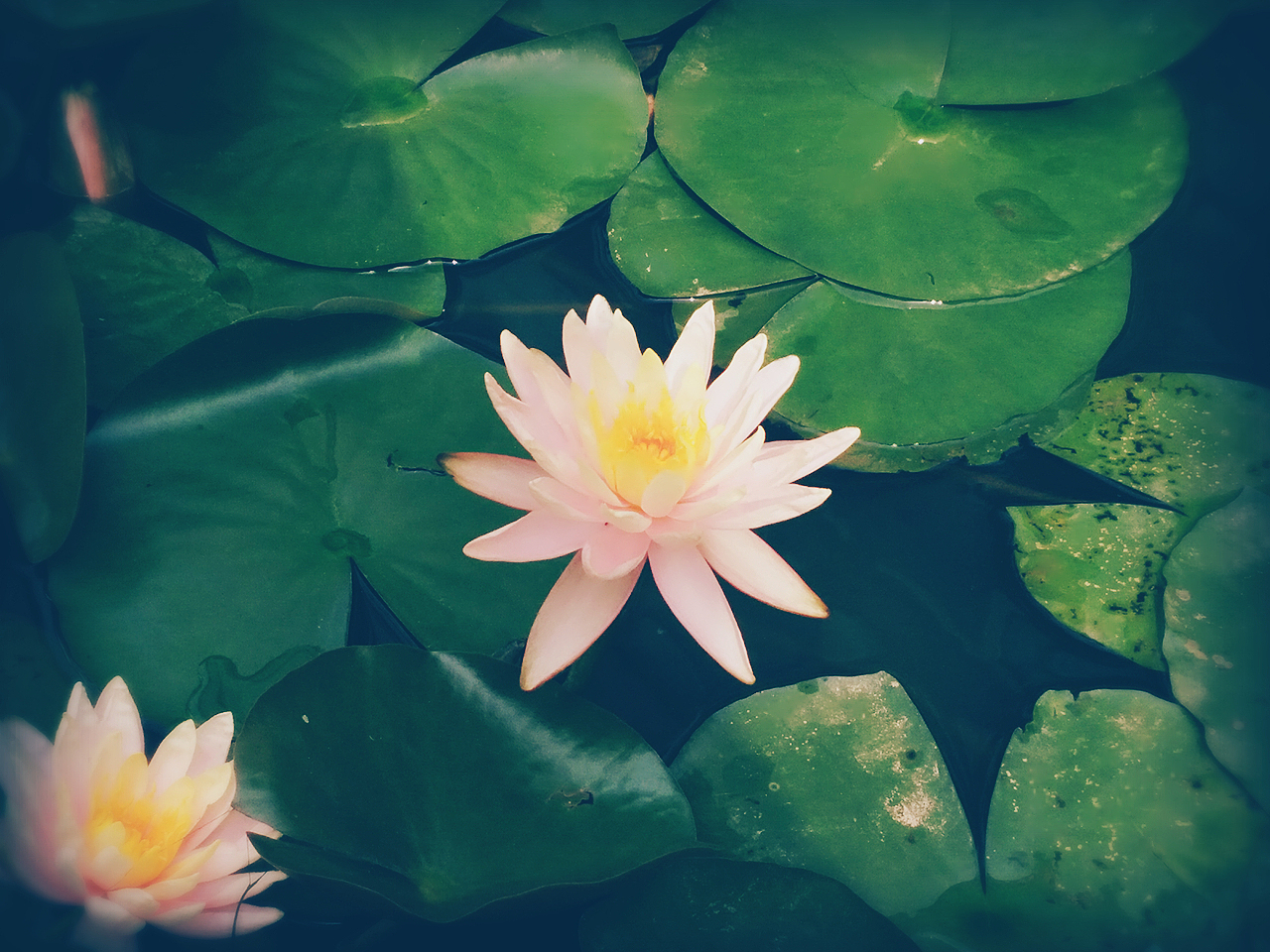 爱莲（图ZNjQxOTAyMzY=） - 风光摄影 - 站酷设计师Luckly燕燕原创素材 - 站酷ZCOOL