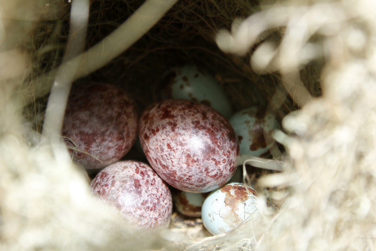 kiwi鸟蛋图片