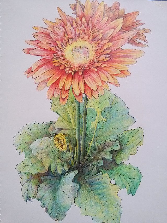 随手画非洲菊