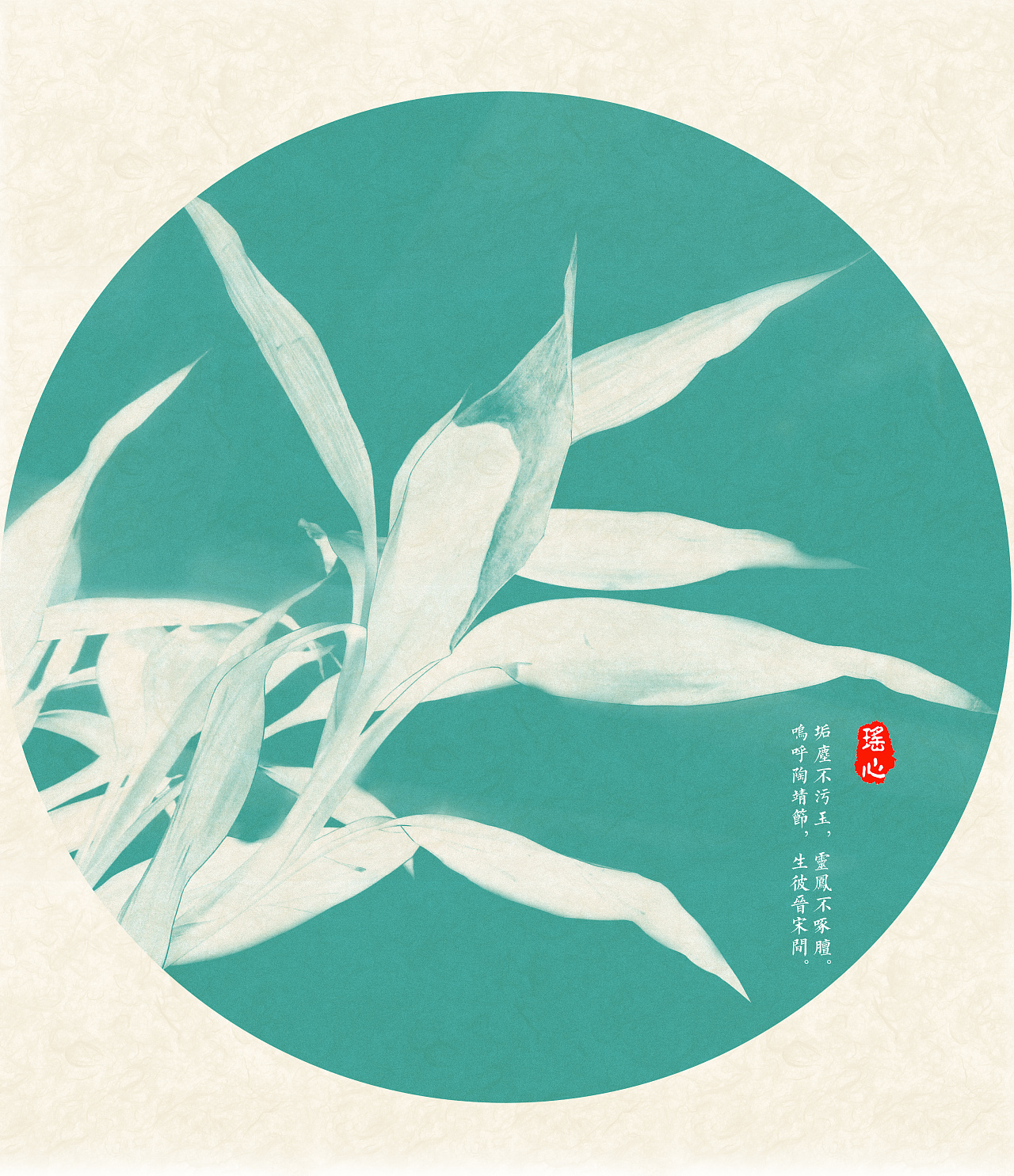 富贵竹-手机拍摄加后期