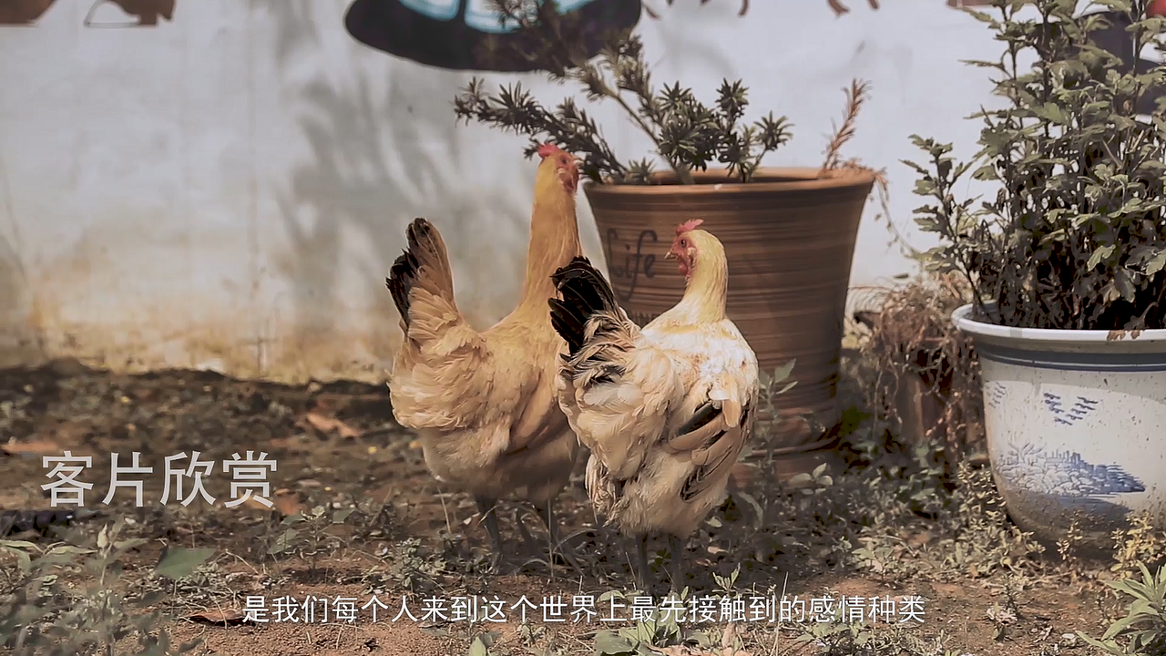 原生态：蛋鲜森（山林散养老母鸡/土鸡蛋）-视频（图ZMTU3MTc5MjM2） - 短片 - 站酷设计师蒂品尚商业摄影原创素材 - 站酷ZCOOL