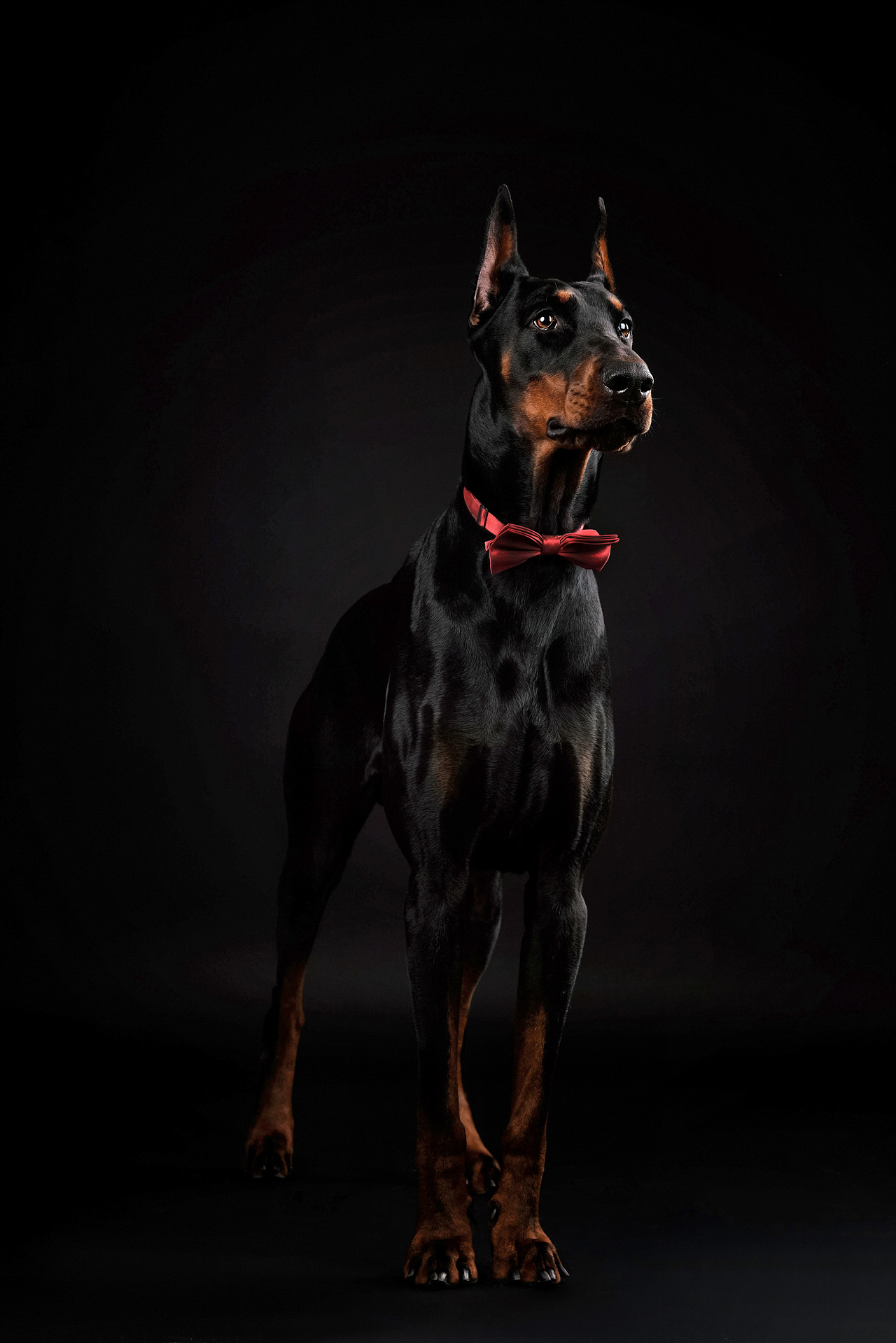 杜宾犬合集——宠爱拾光宠物摄影|摄影|宠物摄影|petlight - 原创作品