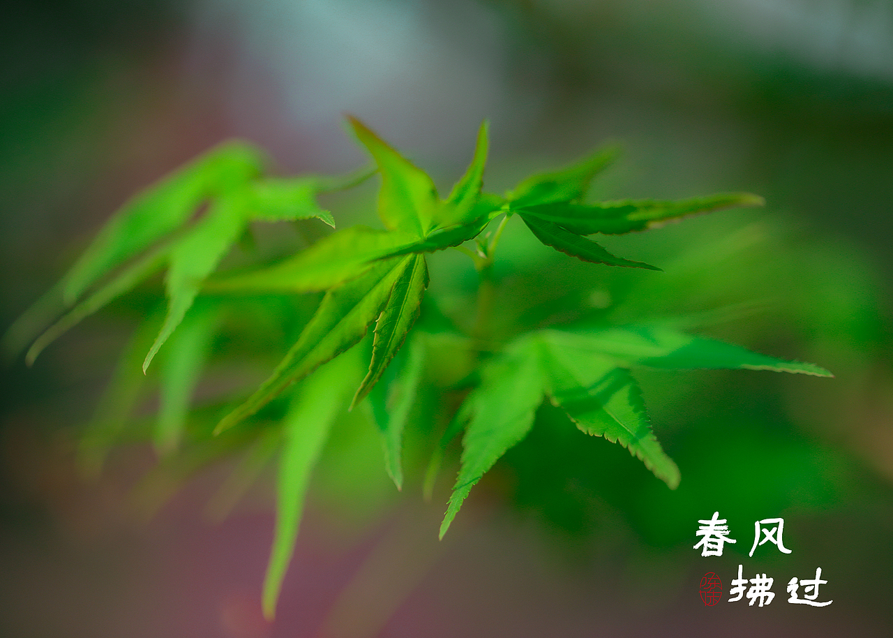 万紫千红一片春（图ZMjk3MDk0ODIw） - 风光摄影 - 站酷设计师木林森15原创素材 - 站酷ZCOOL