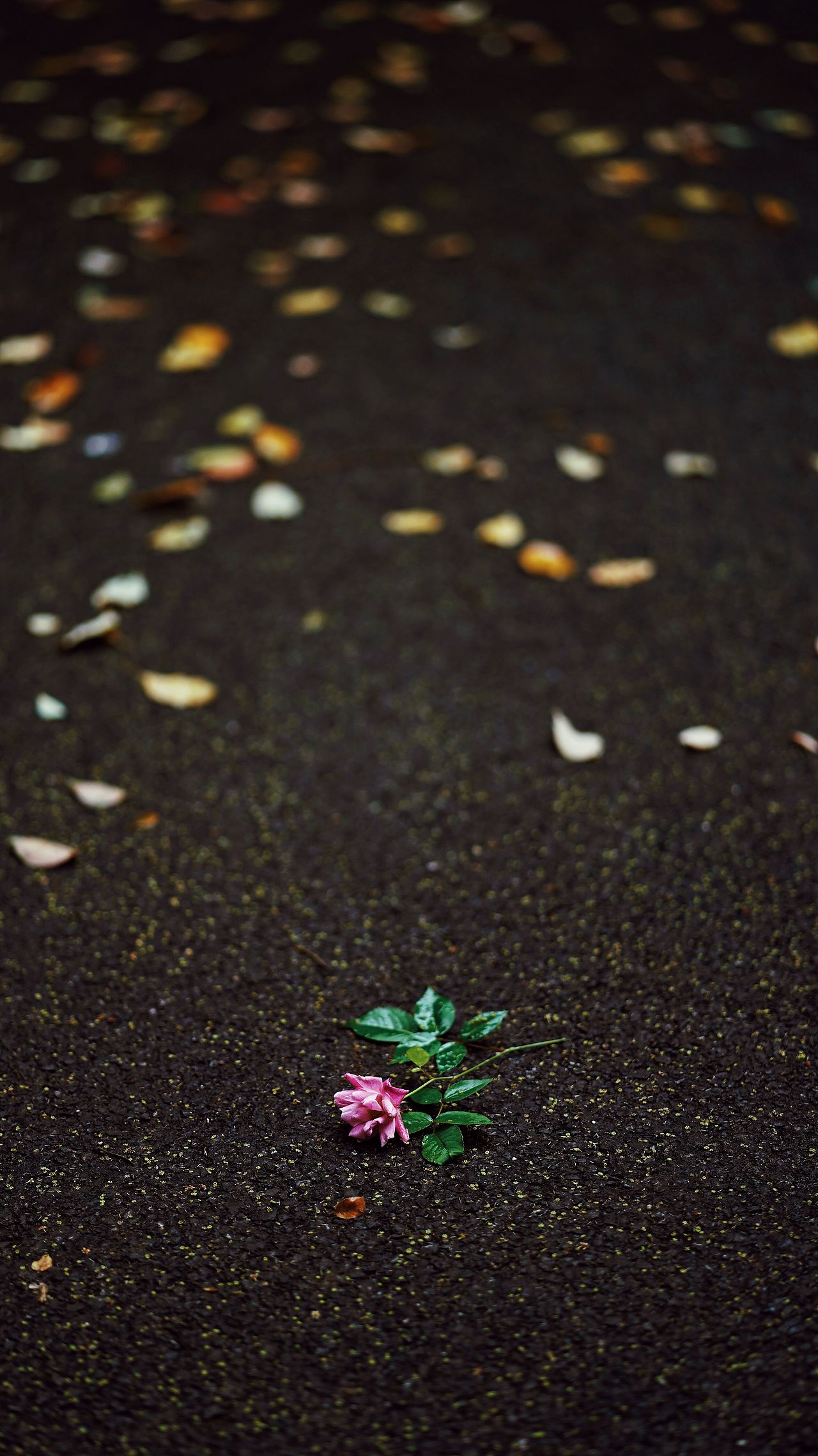 梦里花落知多少（图ZMTExNjM3MTYw） - 产品摄影 - 站酷设计师V森_原创素材 - 站酷ZCOOL