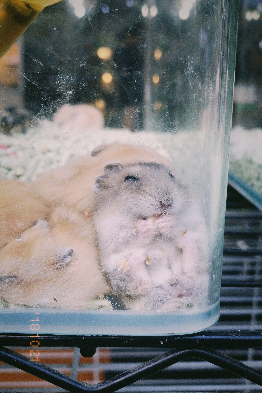 手机摄影（图ZMTMzNjIyNTAw） - 产品摄影 - 站酷设计师盖浇饭啊i原创素材 - 站酷ZCOOL