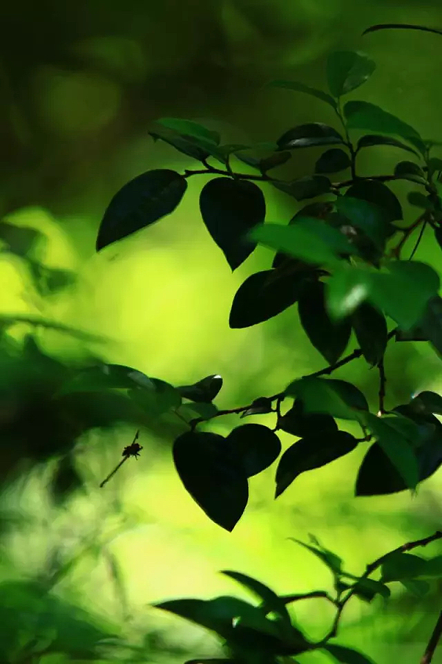 2015的行走-—风景 小品