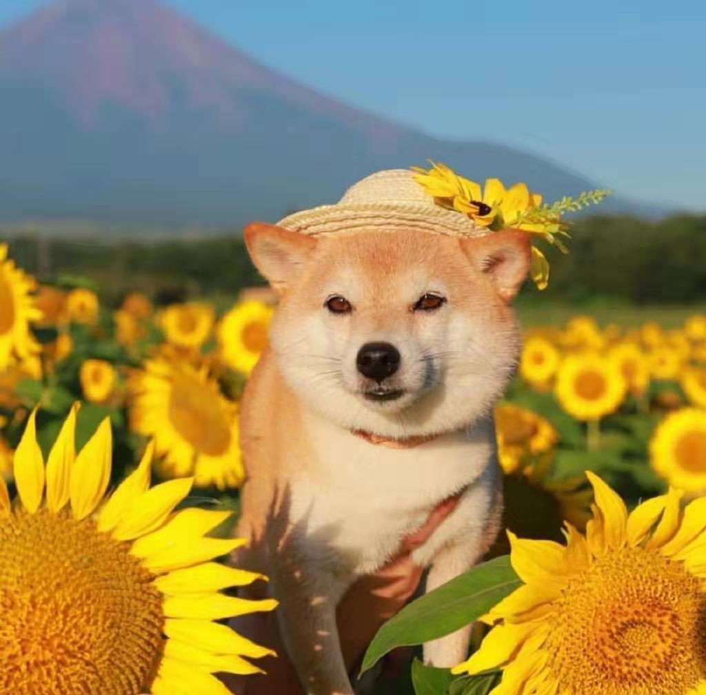 章鱼鹅霸的个人主页（背景预览） - 主页背景设置 - 站酷设计师章鱼鹅霸原创素材 - 站酷ZCOOL