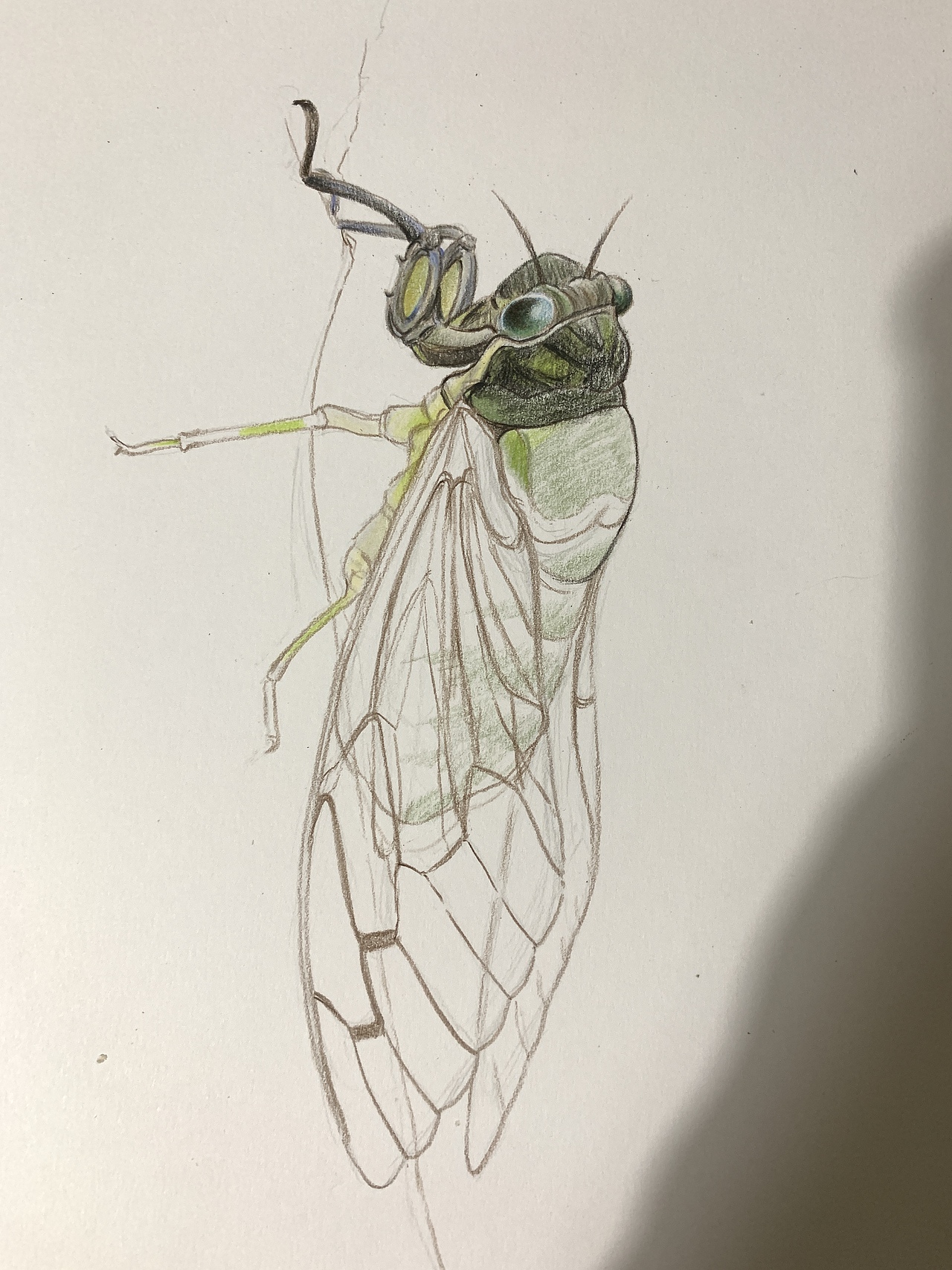 彩铅昆虫(内附过程图)