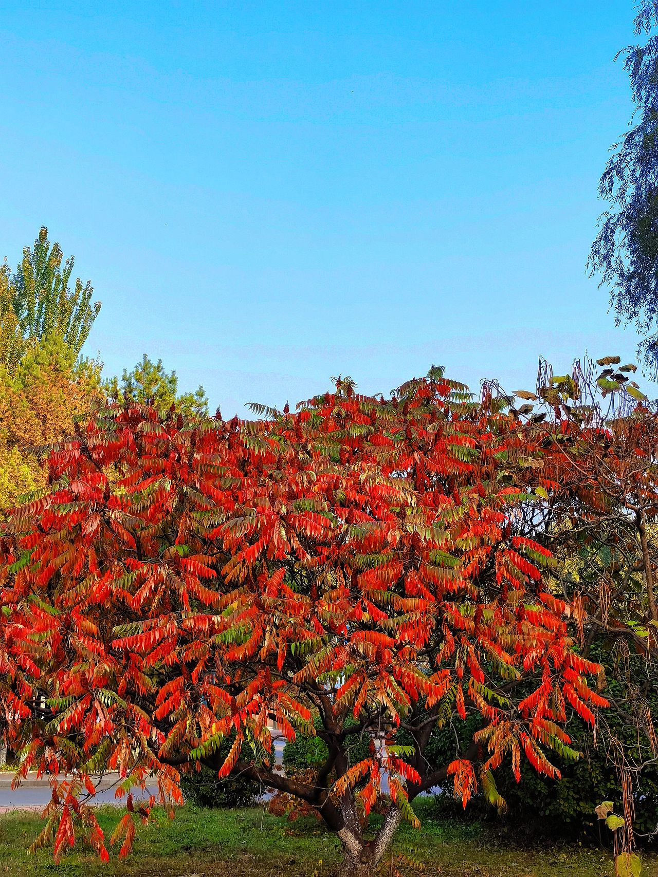 沈阳师范大学(2)风景没放全看主页上篇