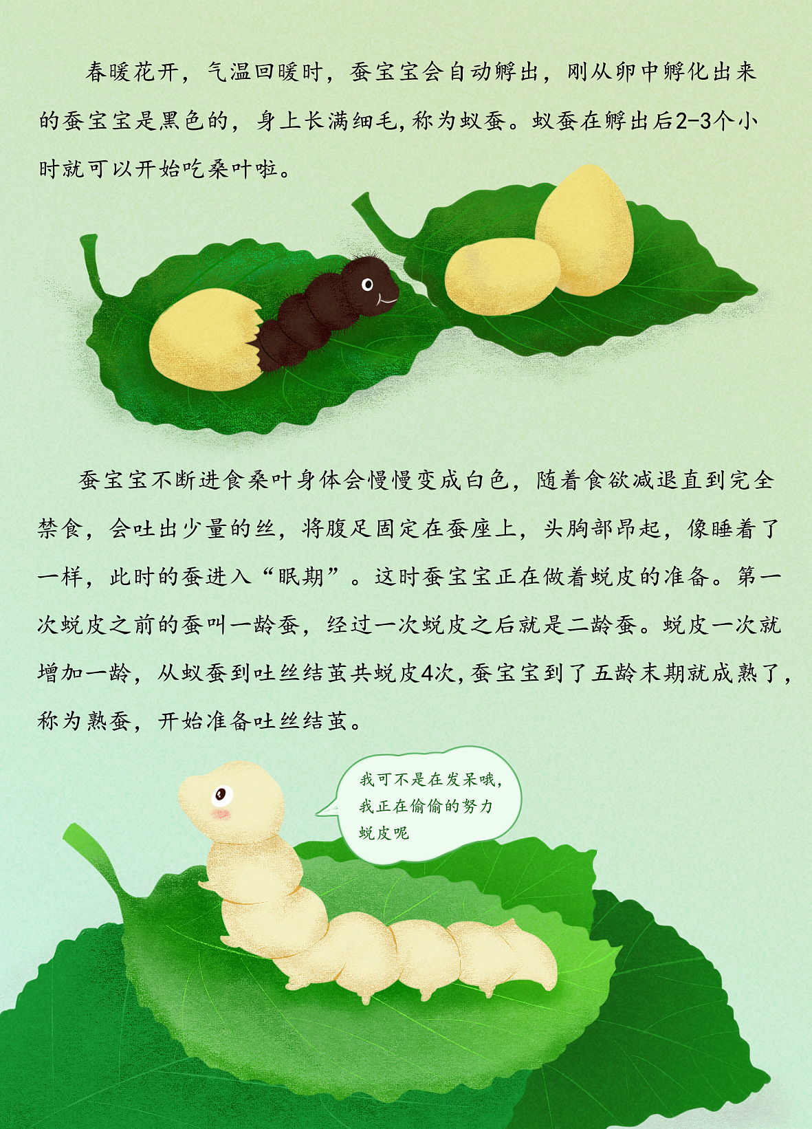 关于蚕宝宝的那些事