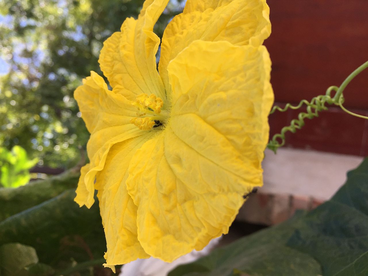 一草一木一花一世界