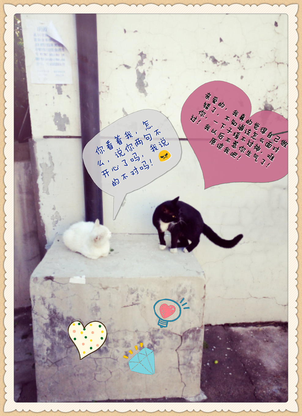 喵星人的世界……（图ZNjQ5OTYyMzI=） - 宠物摄影 - 站酷设计师张张大师原创素材 - 站酷ZCOOL