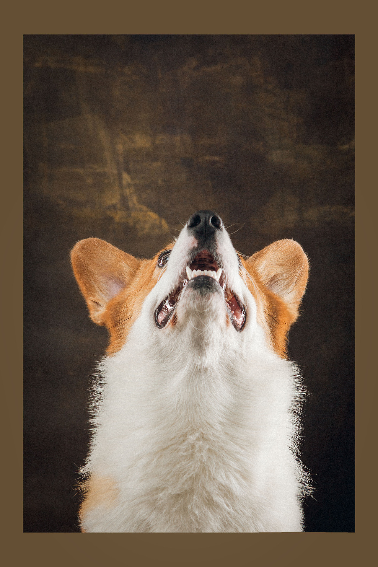 抛媚眼（图ZMTUyNDI1NTEy） - 宠物摄影 - 站酷设计师火锅火锅工作室原创素材 - 站酷ZCOOL