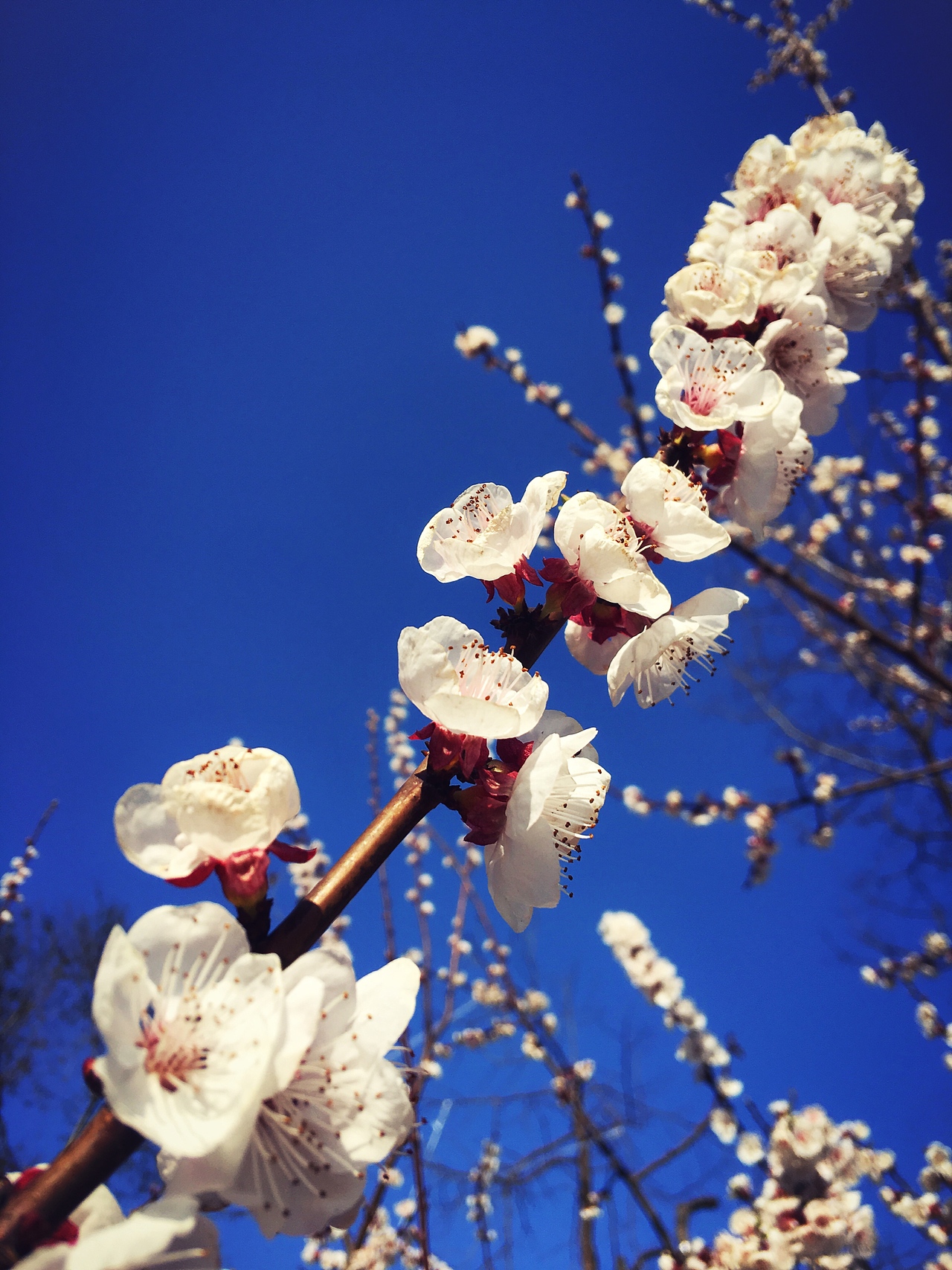 梨花开了（图ZODM5NjE4NDg=） - 人文/纪实摄影 - 站酷设计师阿熵原创素材 - 站酷ZCOOL